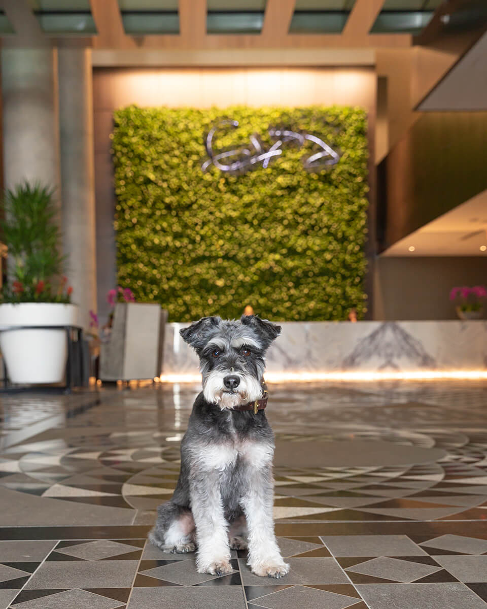 dog in hotel lobby