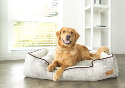 commercial pet bed photographer