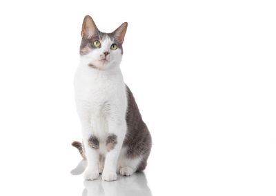 cat on white plexiglass in ad