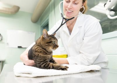 cat at checkup at the vet