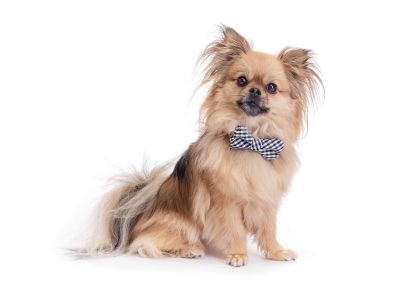 Pomeranian dog with bowtie commercial white