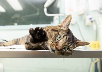 cat on examination table at vet