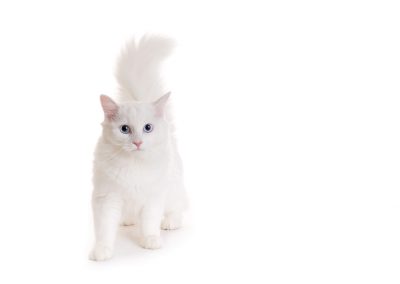 angora cat on white background