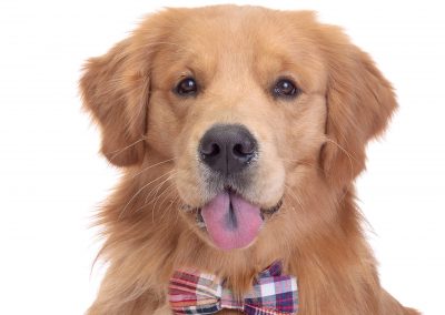 golden retriever dog with dog collar bowtie