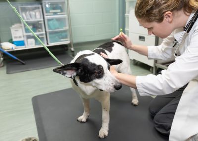 veterinarian performing health check on dog