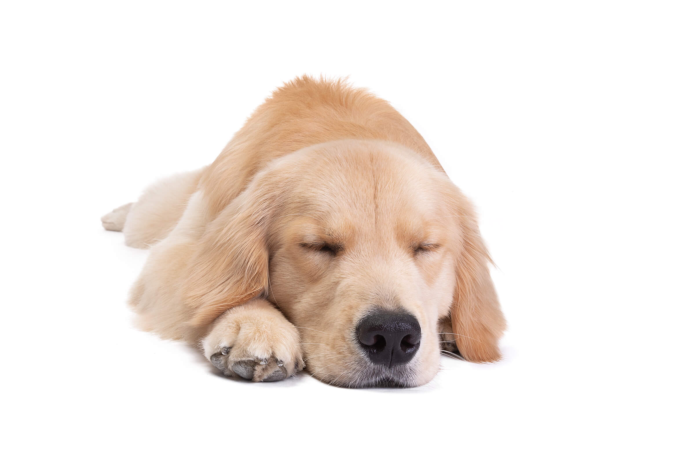 sleeping dog in commercial photography shoot