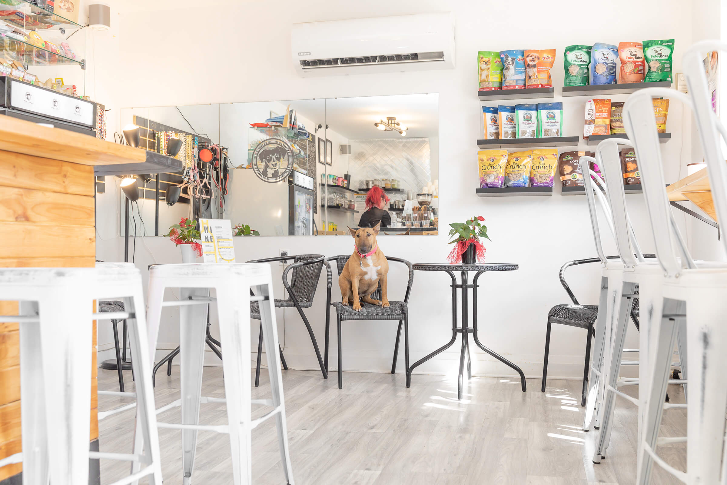 mini bull terrier in dog cafe in Toronto