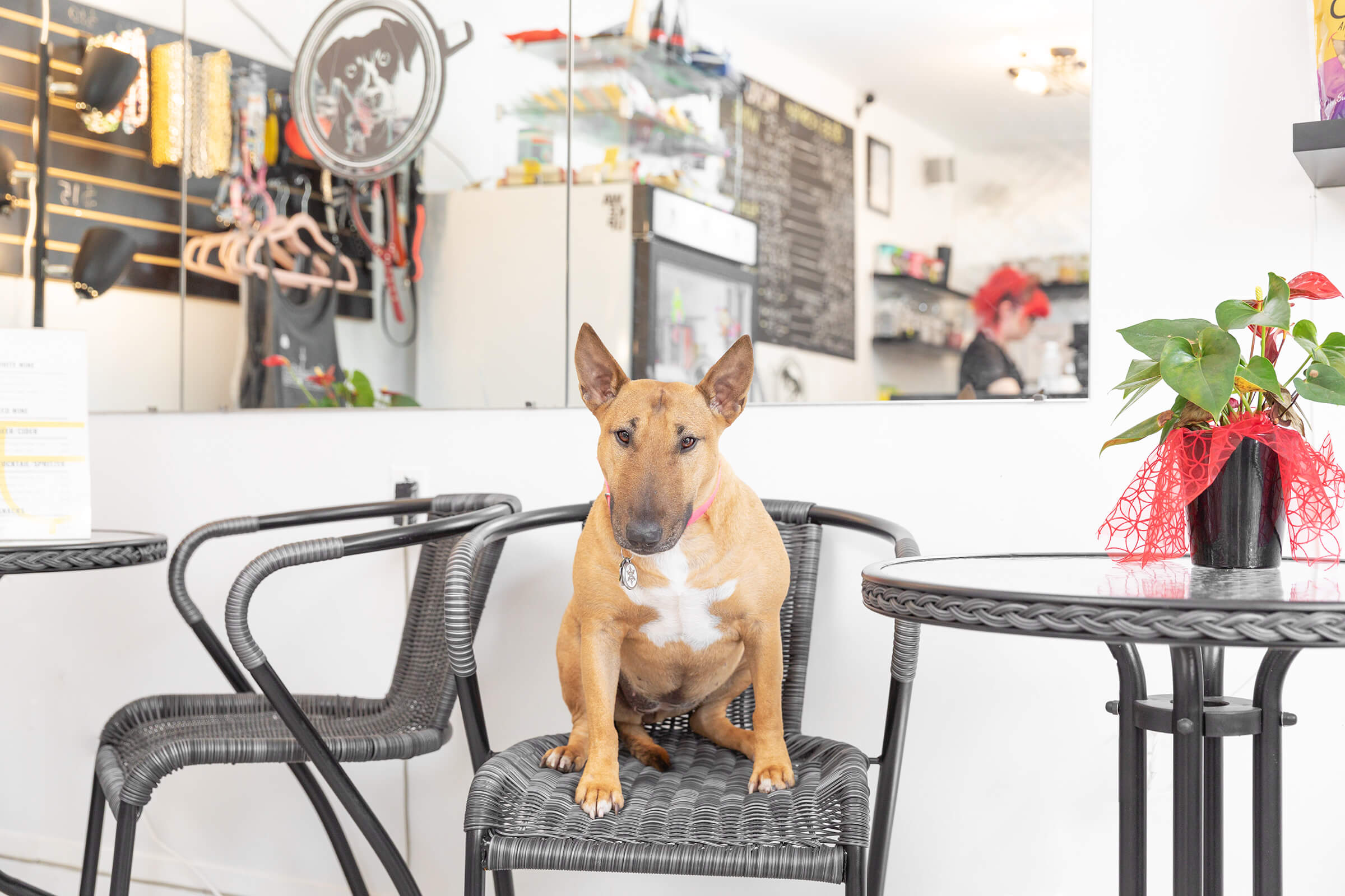 mini bull terrier sitting on chair in cafe; interiors phtographer