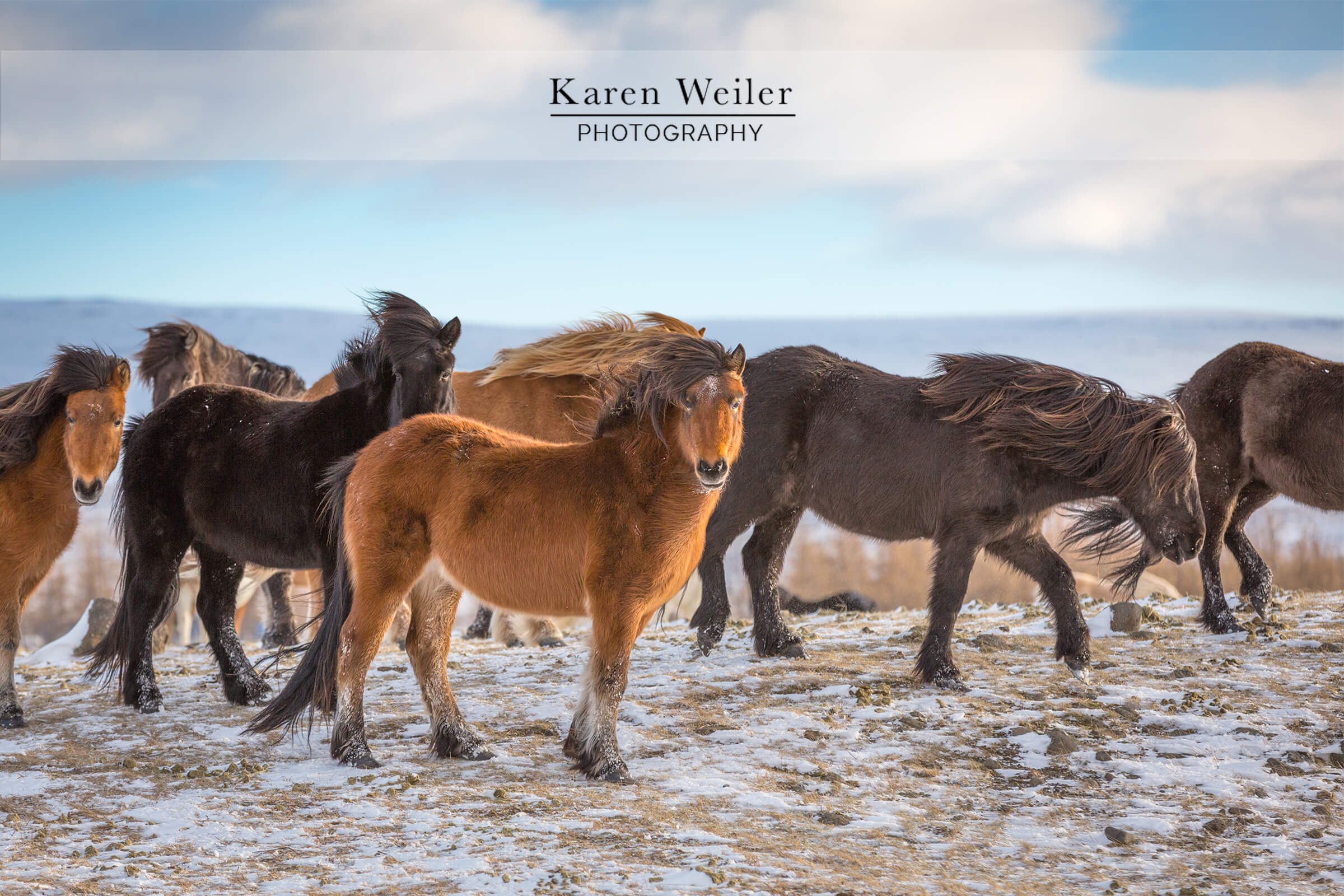 group of icelandic horses fine art print