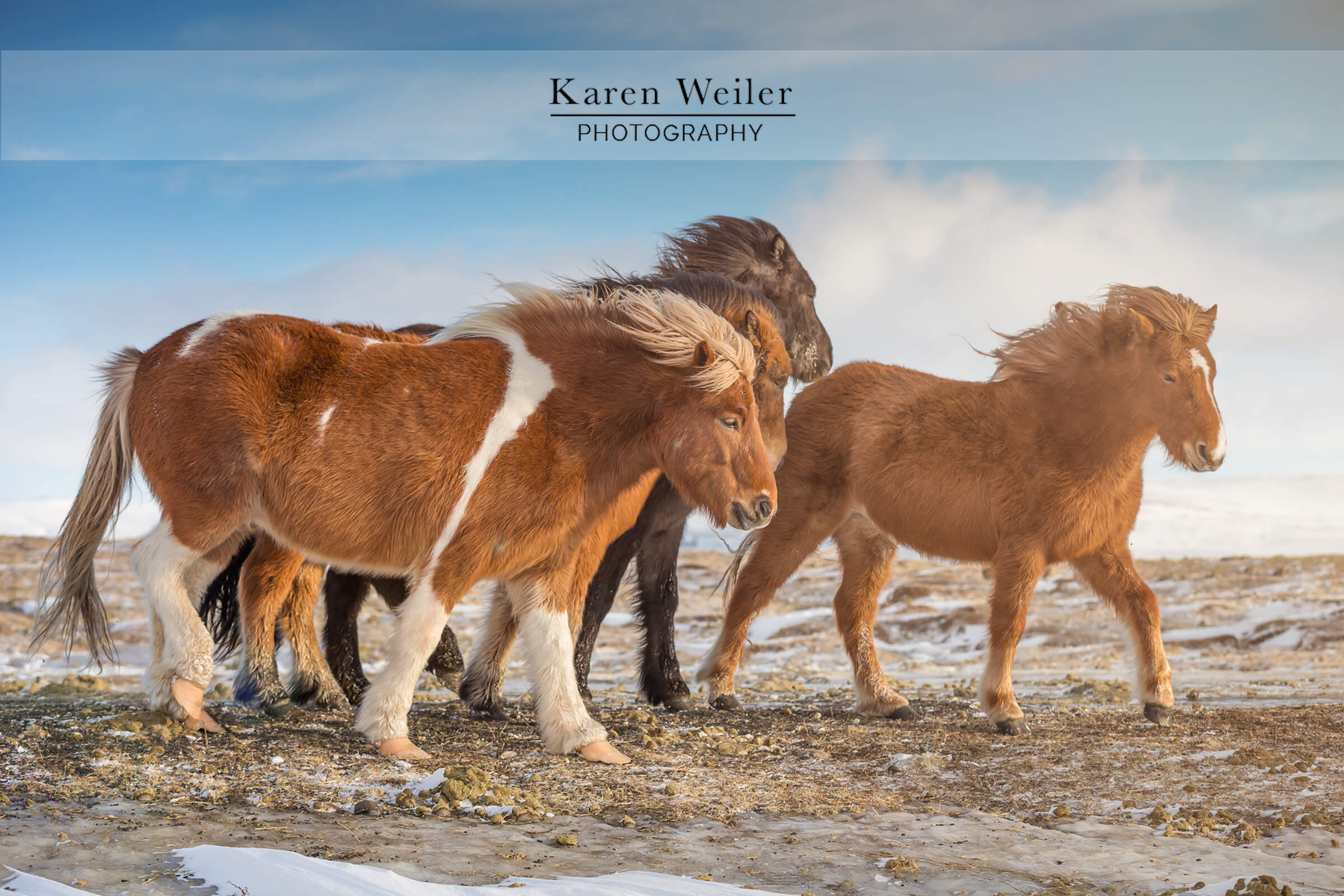 herd of icelandic horses fine art print