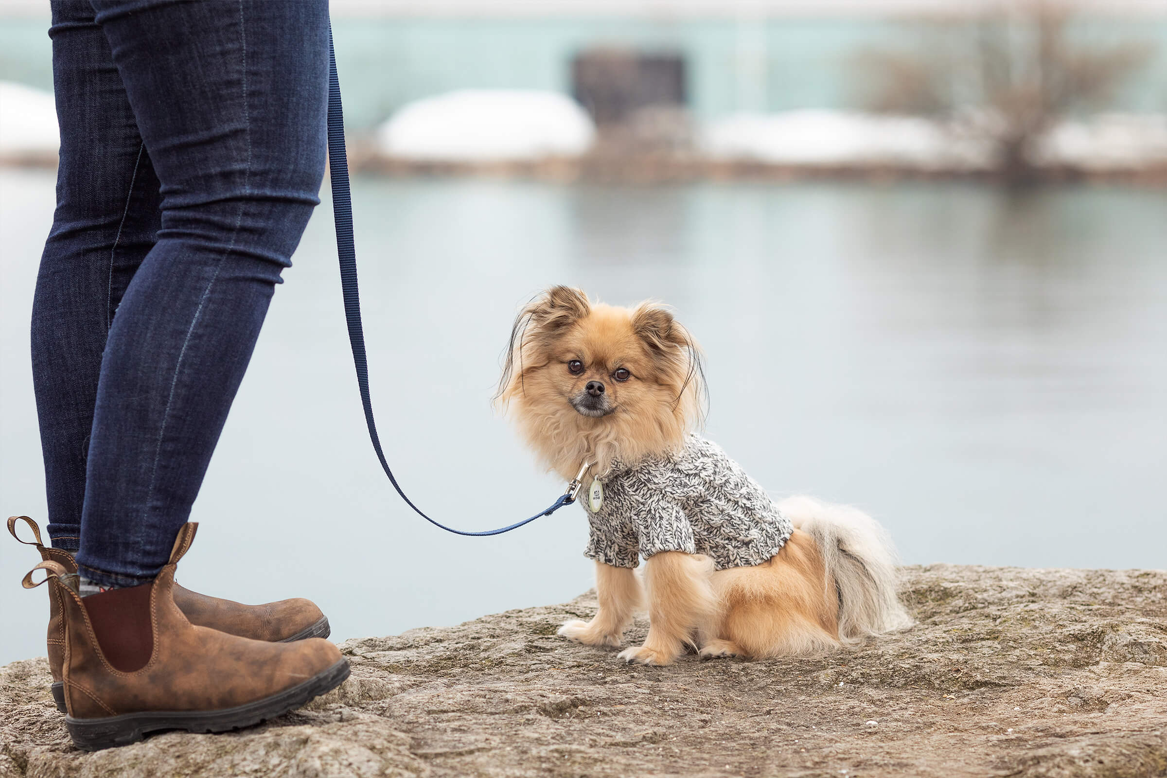 dog sitting on bench with sweater for commercial photo shoot