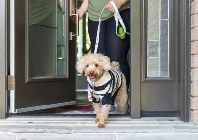 dog in sweater going leaving house for commercial shoot