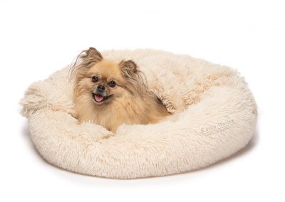 dog smiling in pet bed photography