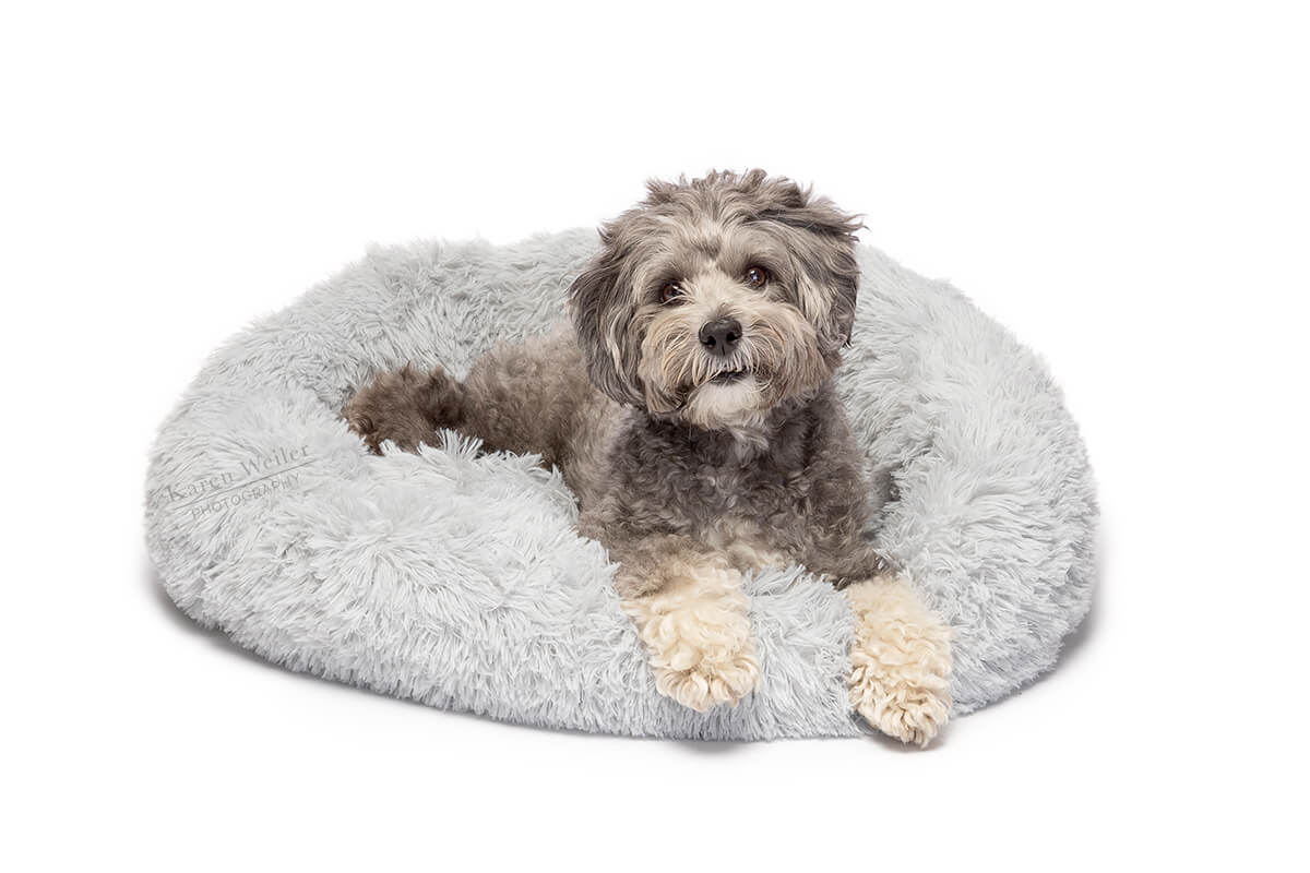 happy dog relaxing in cuddle bed