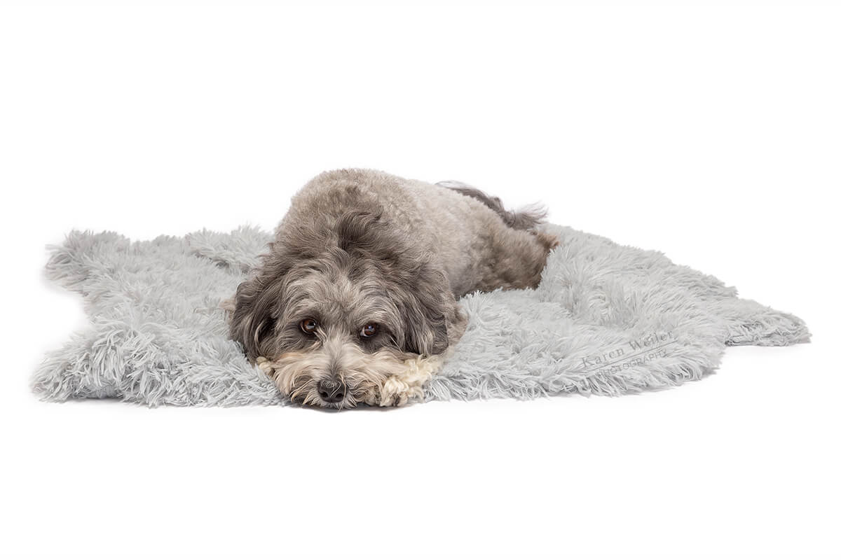 grey poodle lying on blanket in commercial shoot