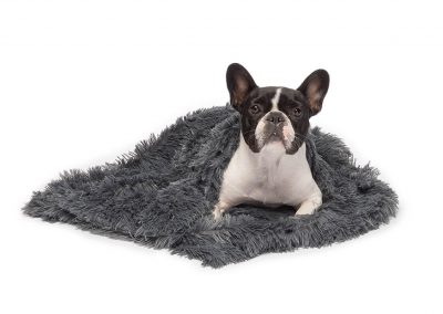 commercial frenchie dog shoot with pet blanket