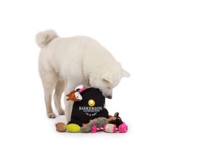white dog playing with barkersons subscription box on white seamless