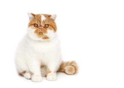 orange and white tabby cat during commercial photo shoot