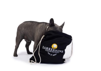 french bulldog looking for treats in monthly subscription bag