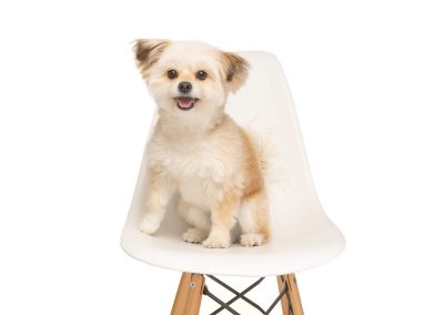 smiling dog on ikea chair during commercial pet shoot