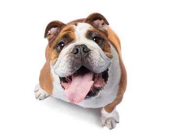 bulldog with big tongue during commercial photography session