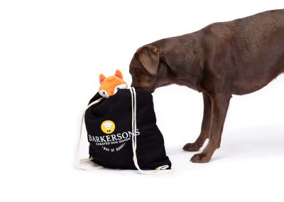 brown lab poking nose in dog subscription toy bag