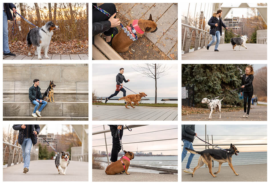 Images from branding shoot with pet company