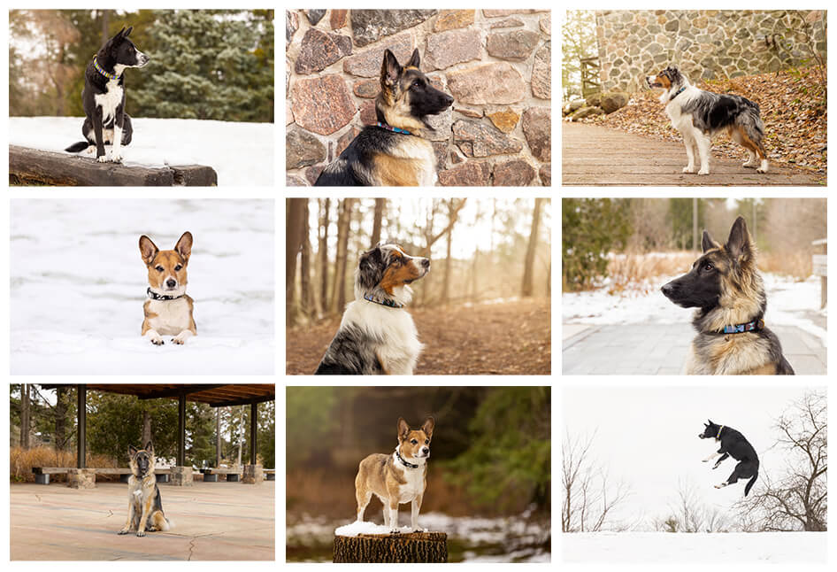 commercial dog photography shoot