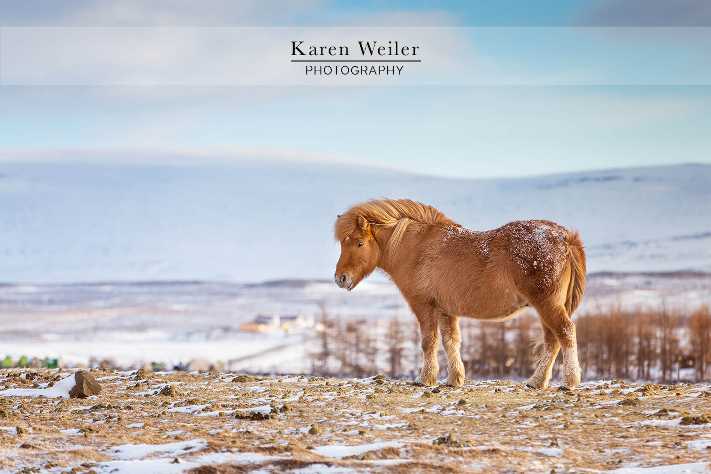 icelandic horse in field during winter