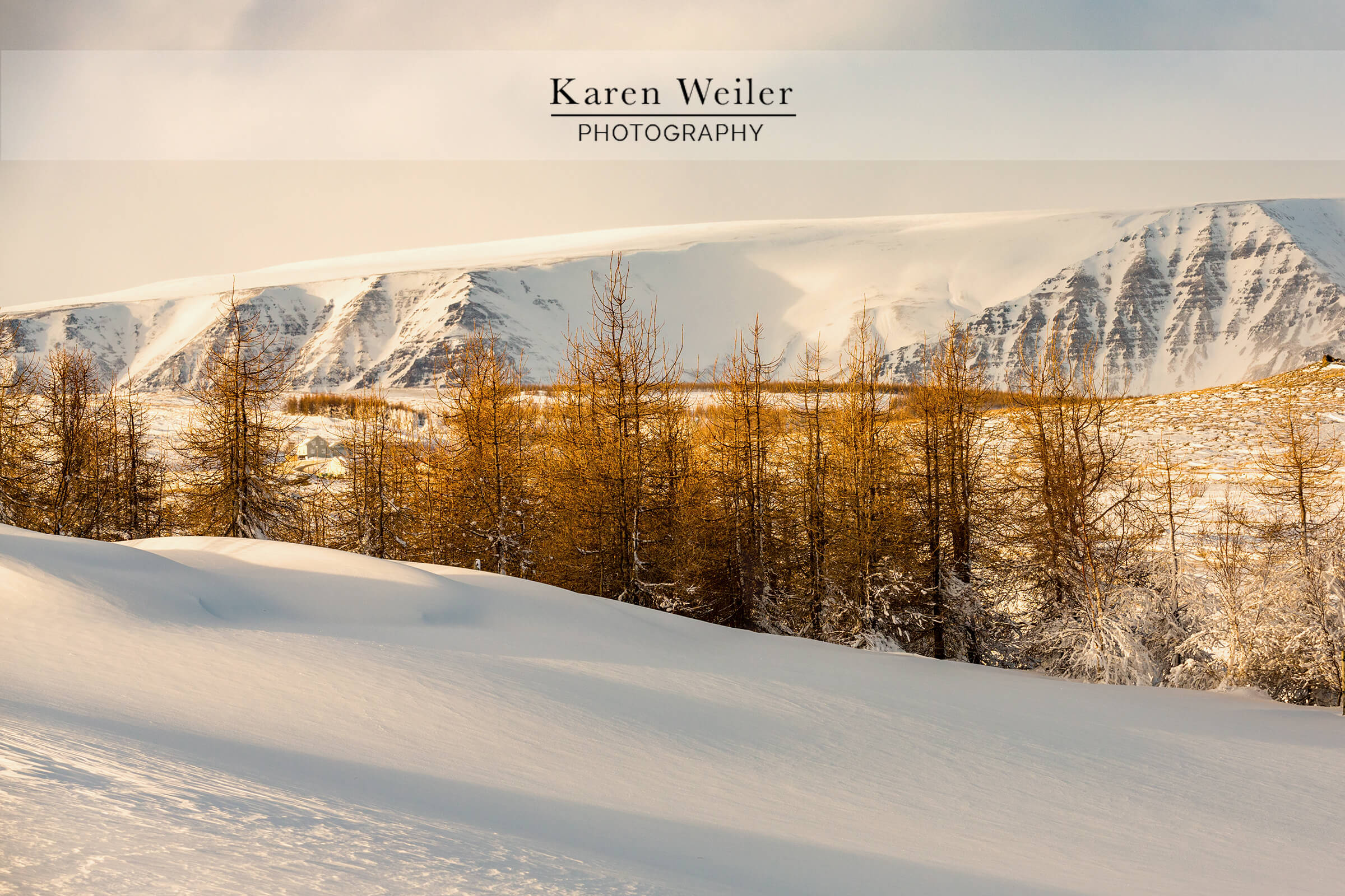 sunset in snowy iceland during winter with golden trees