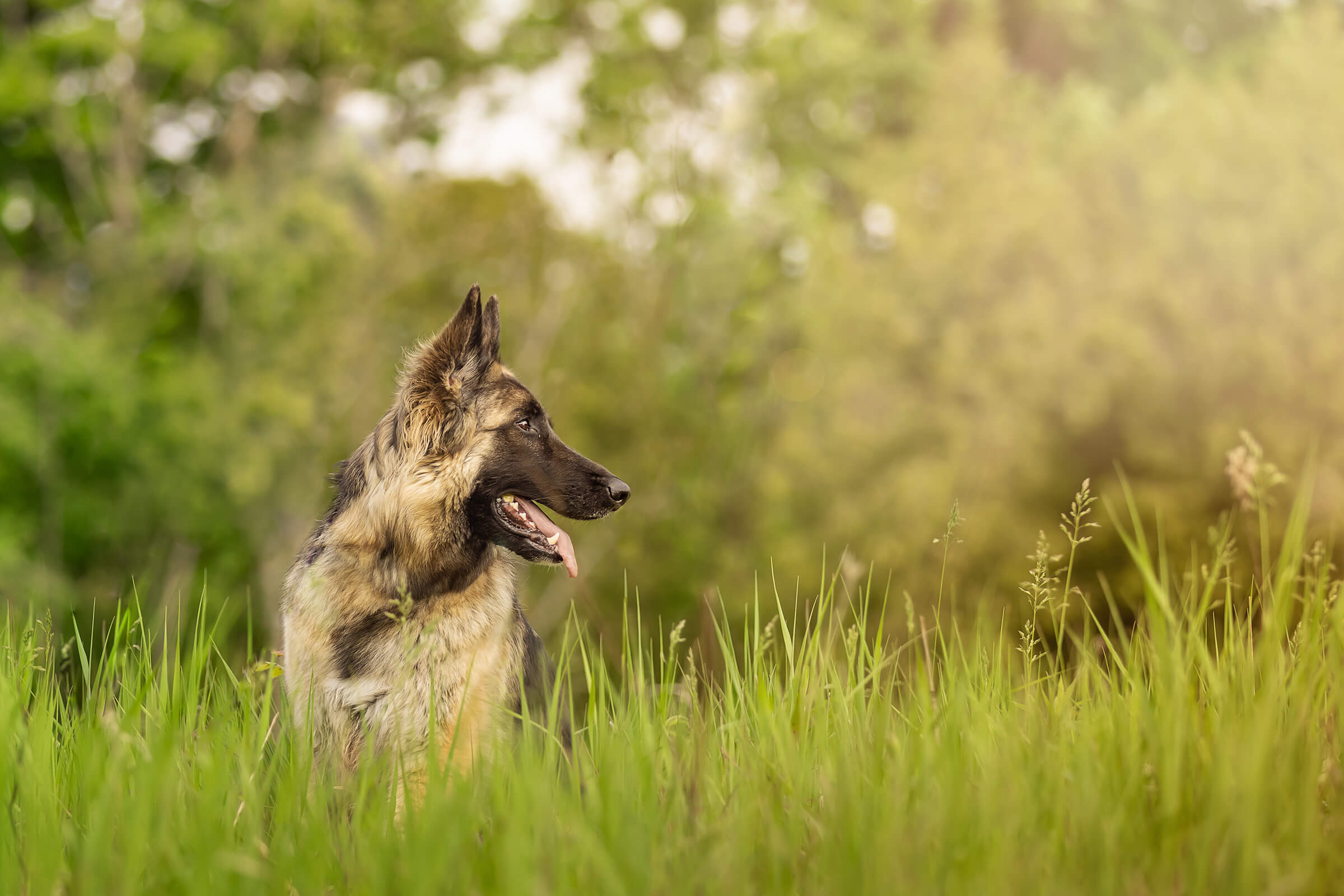 german shepherd dog photographed in Ontario, Canada