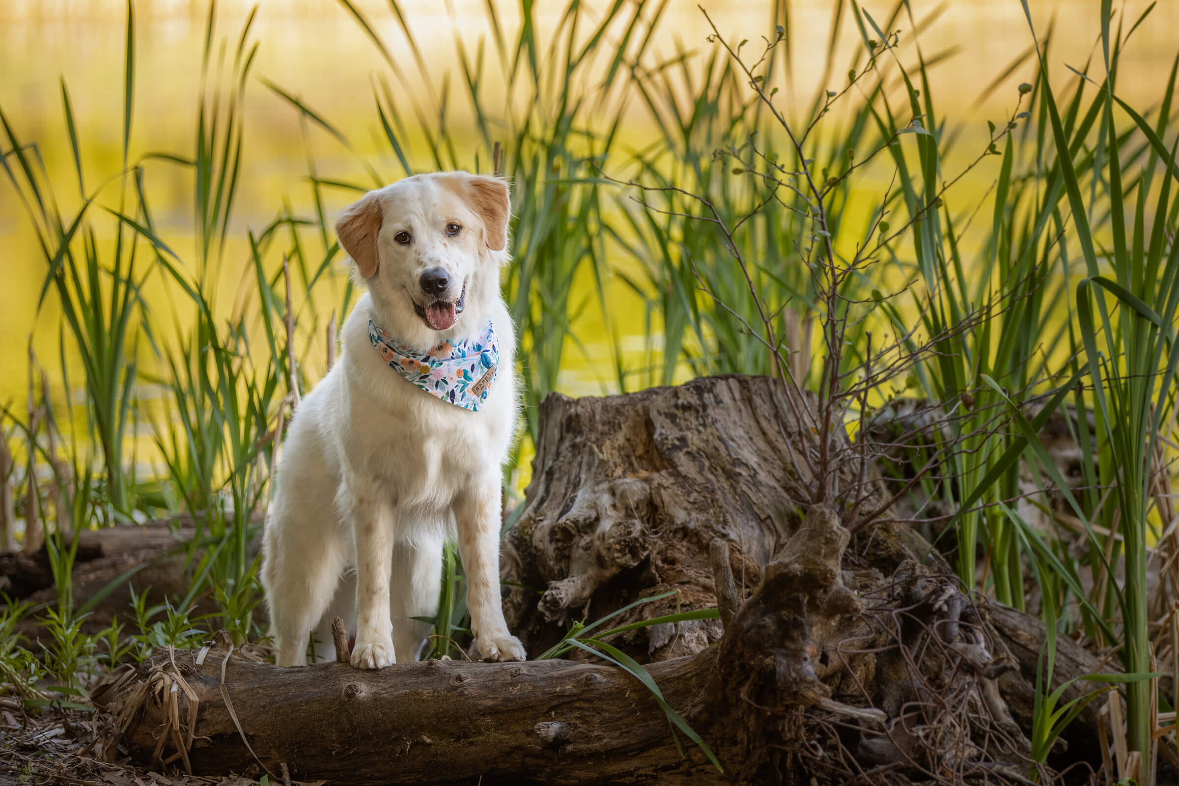 white dog photographed at Heart Lake Conservation by Karen Weiler