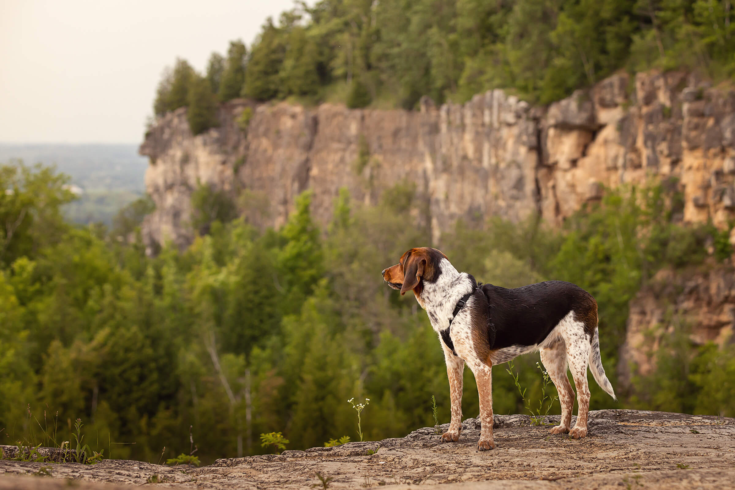blue tick hound photographed at Kelso Conservation Area in Milton, Ontario