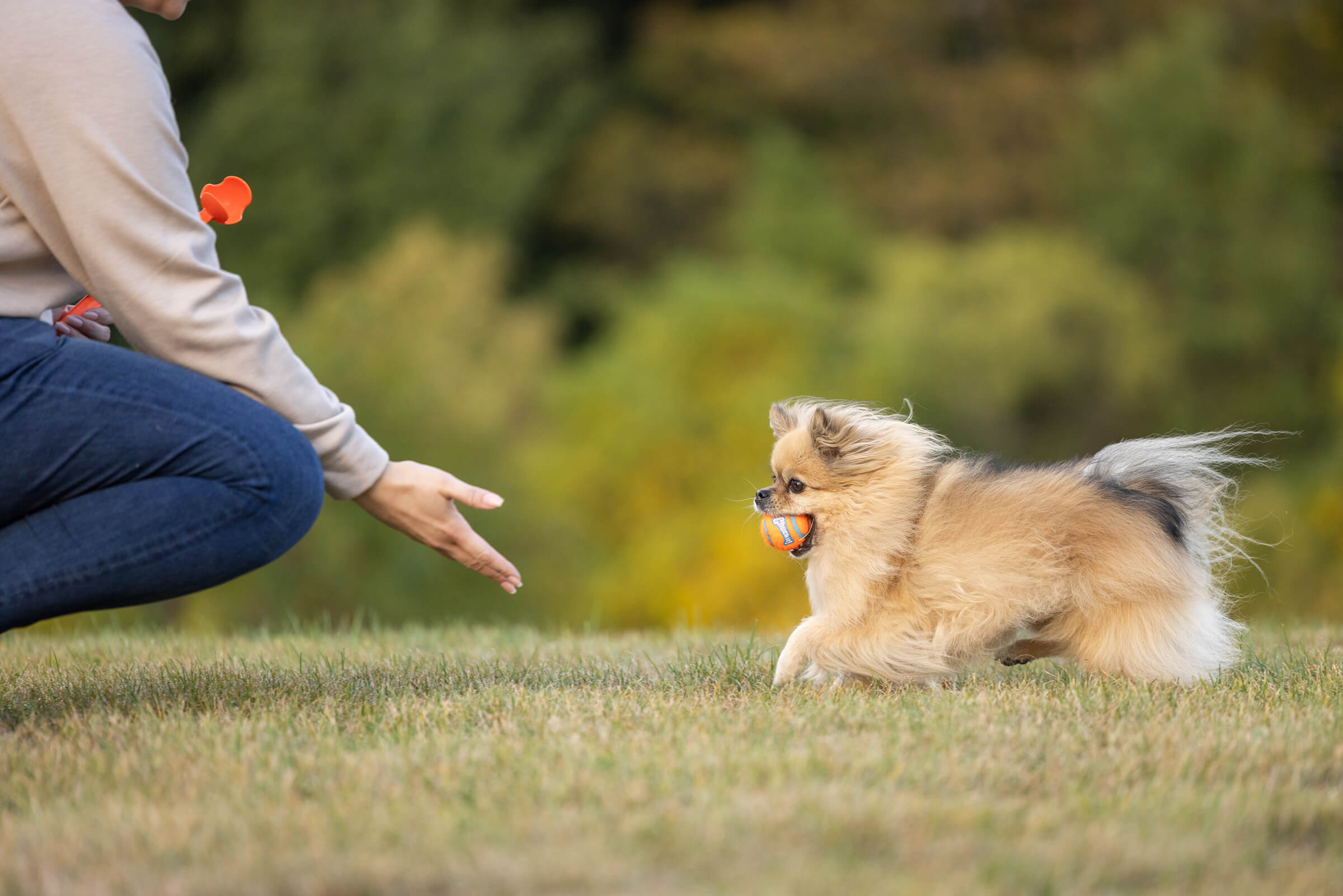woman playing fetch with her pomeranian dog