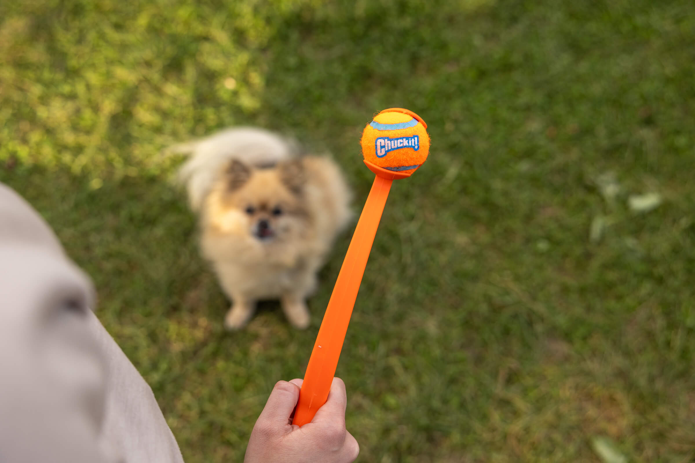 chuck it ball launcher and dog
