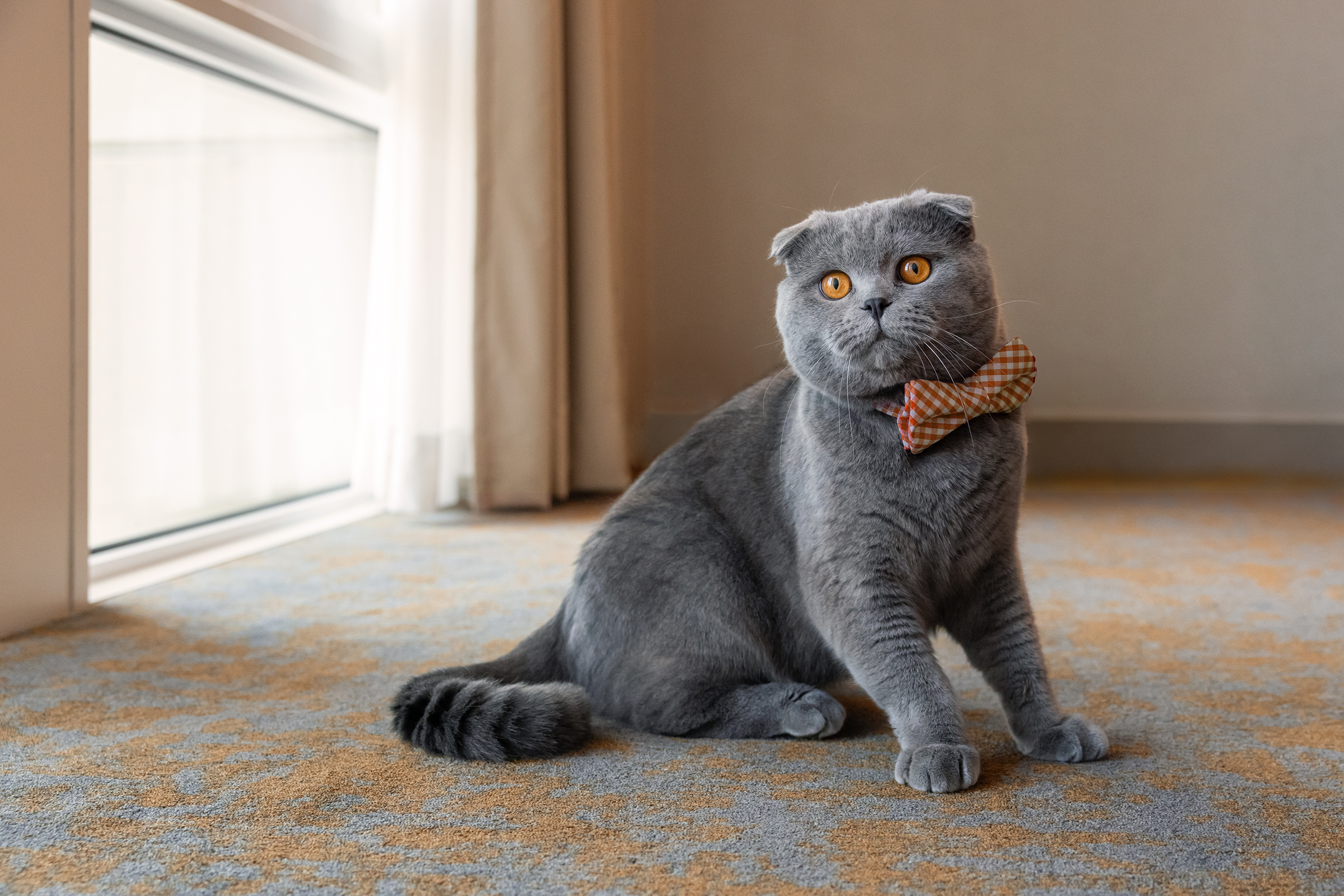 scottish fold cat in a commercial lifestyle photography shoot