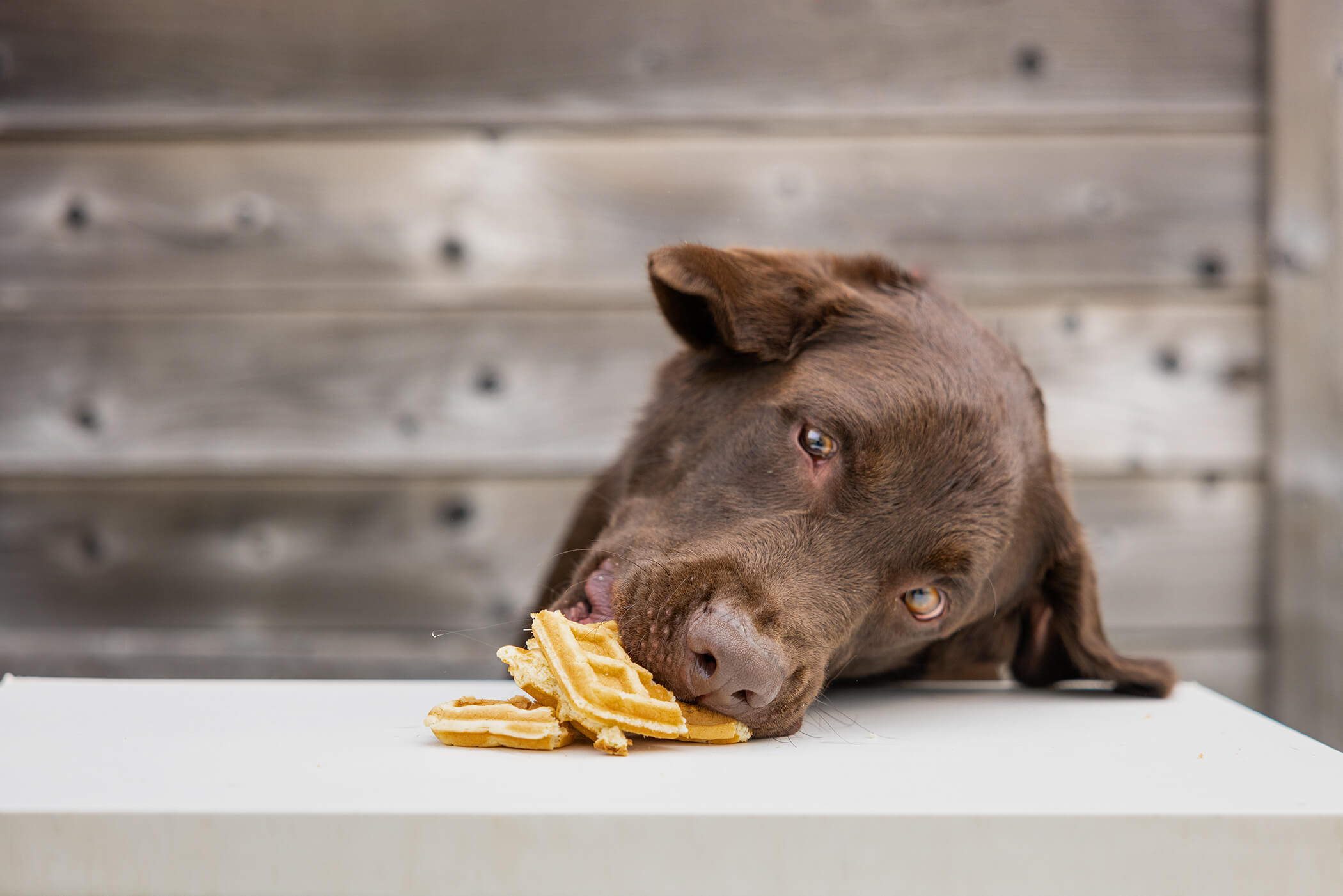 brown labrador dog eating a waffle