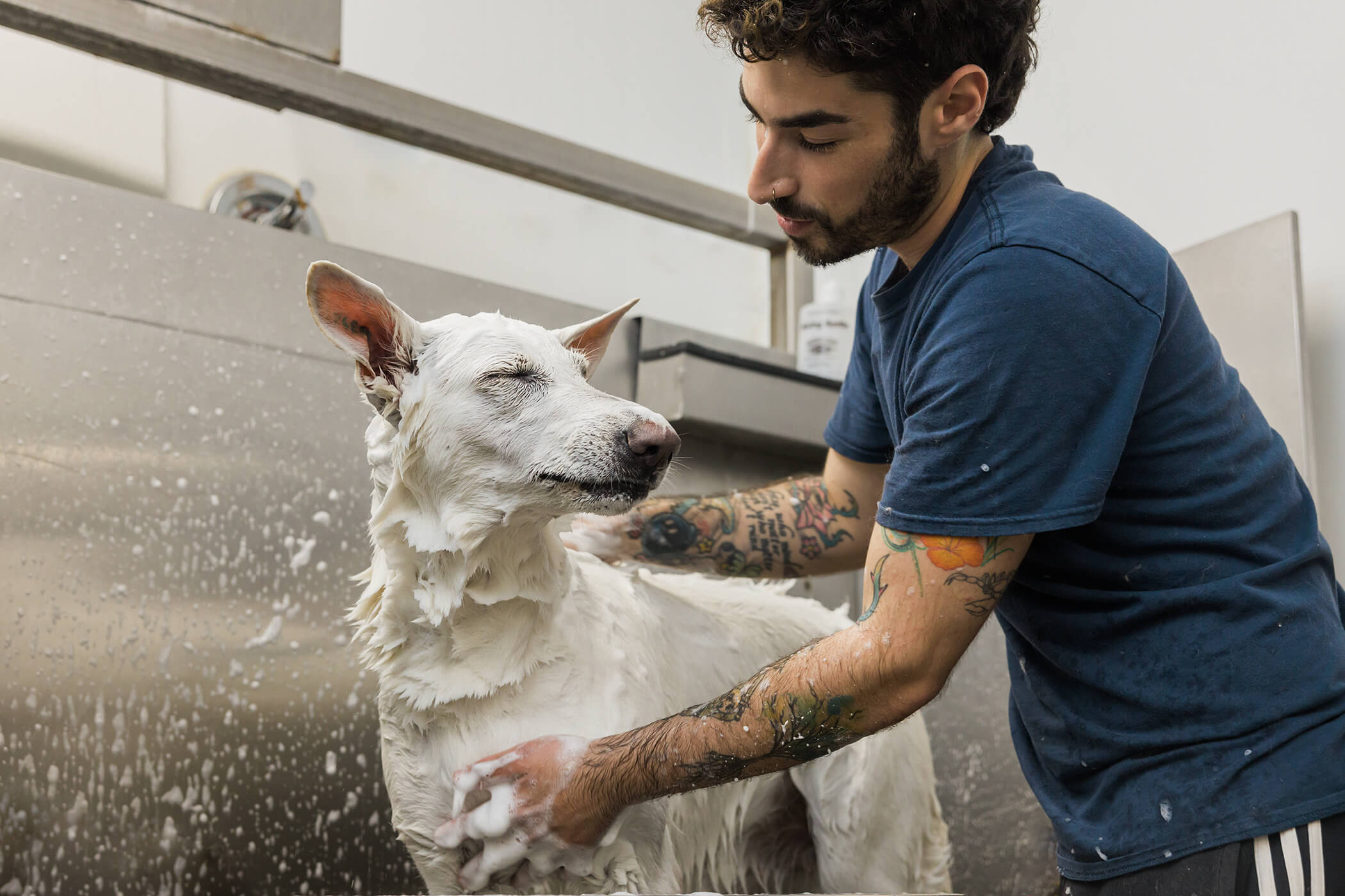 male groomer bathing a white dog