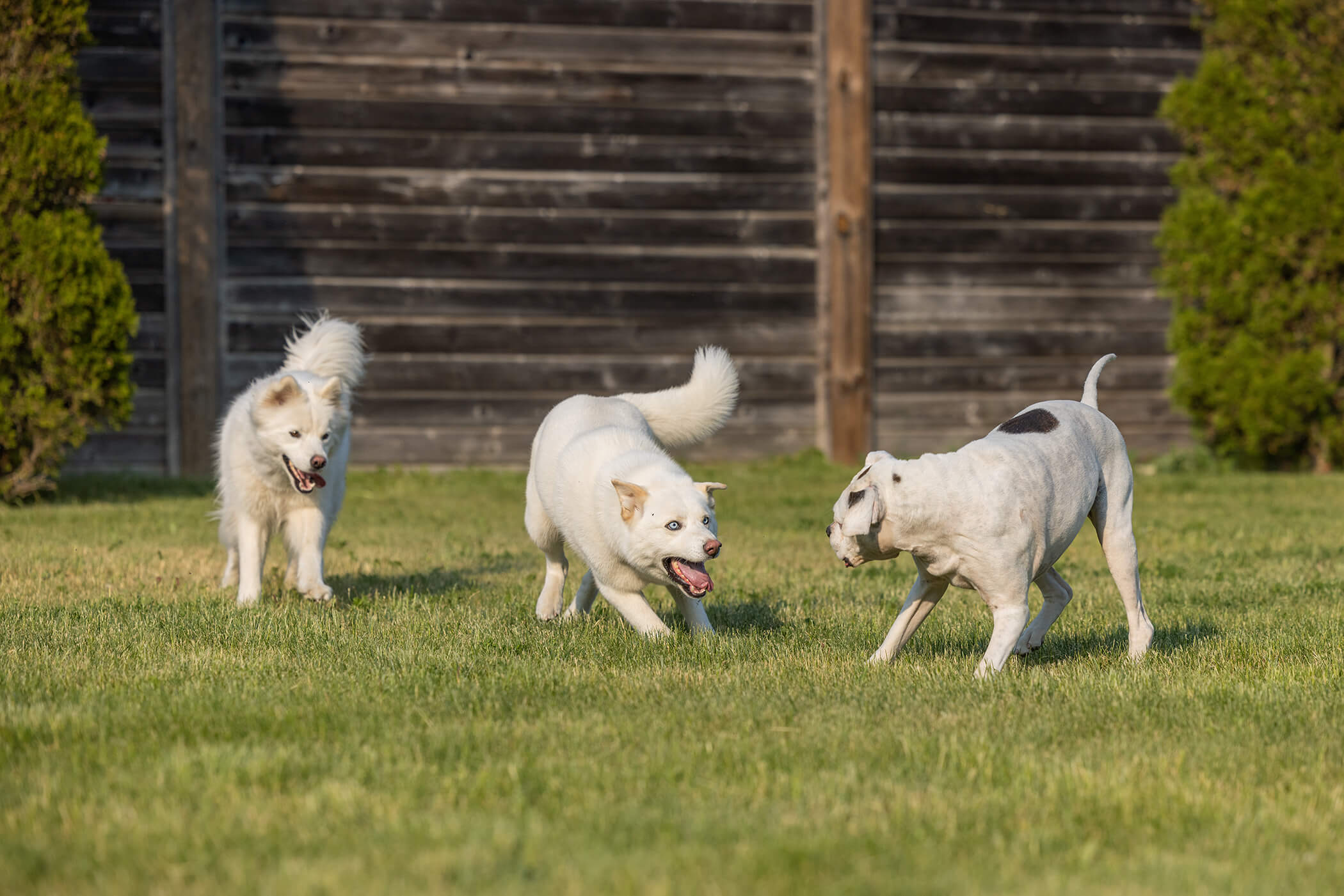 3 white dogs playing