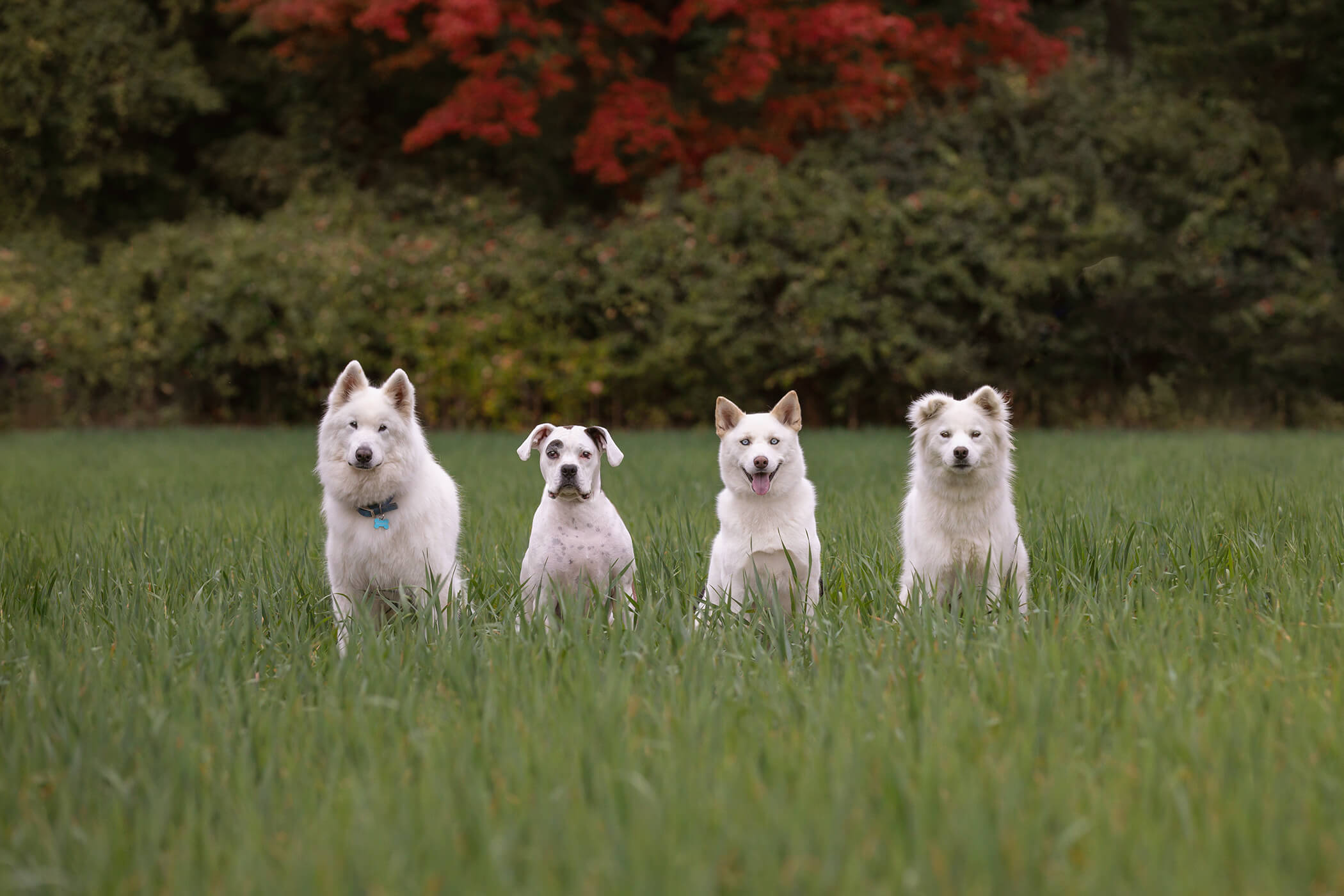 4 white dogs in a row