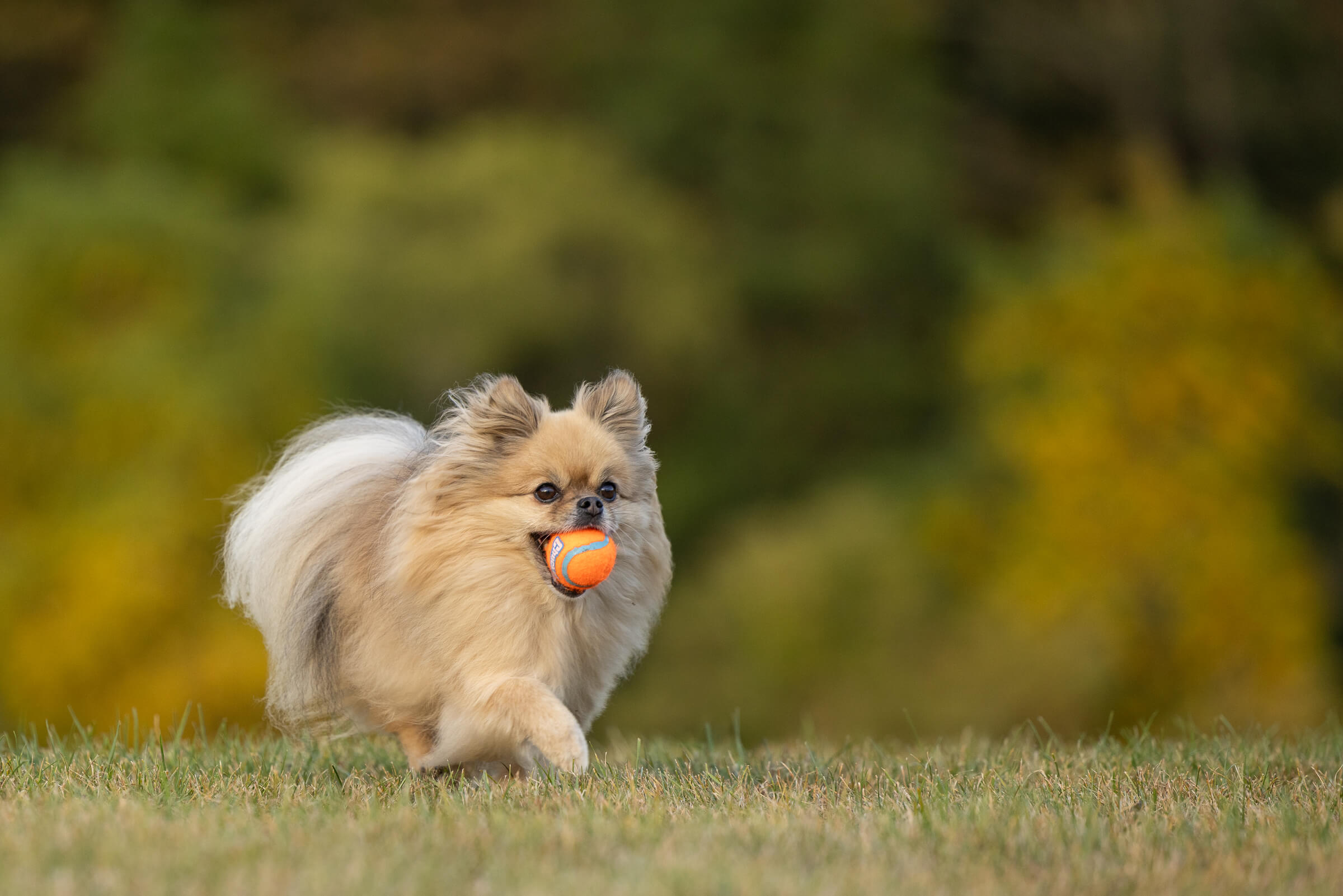 dog running with chuckit ball