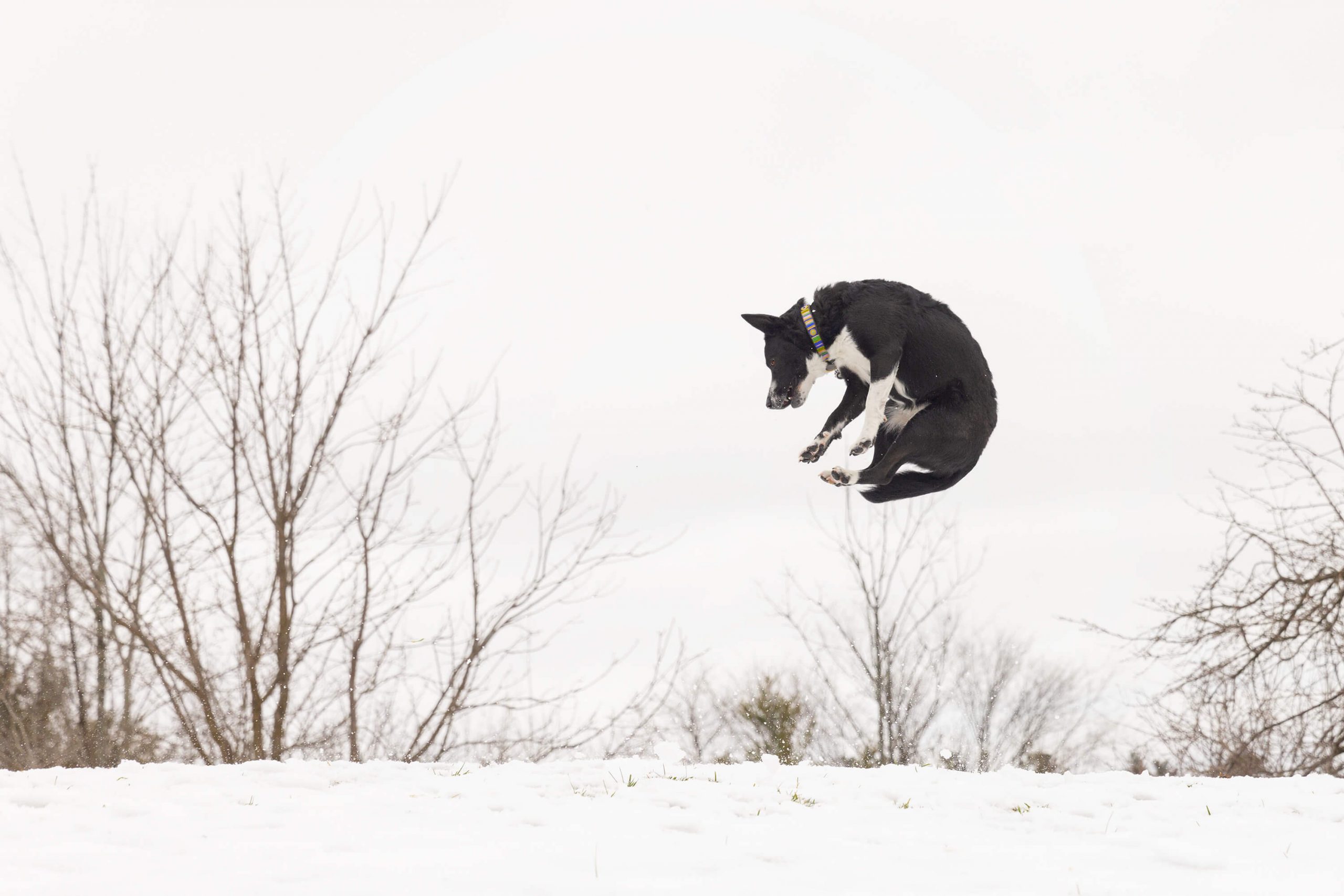 dog jumping in air catching snow