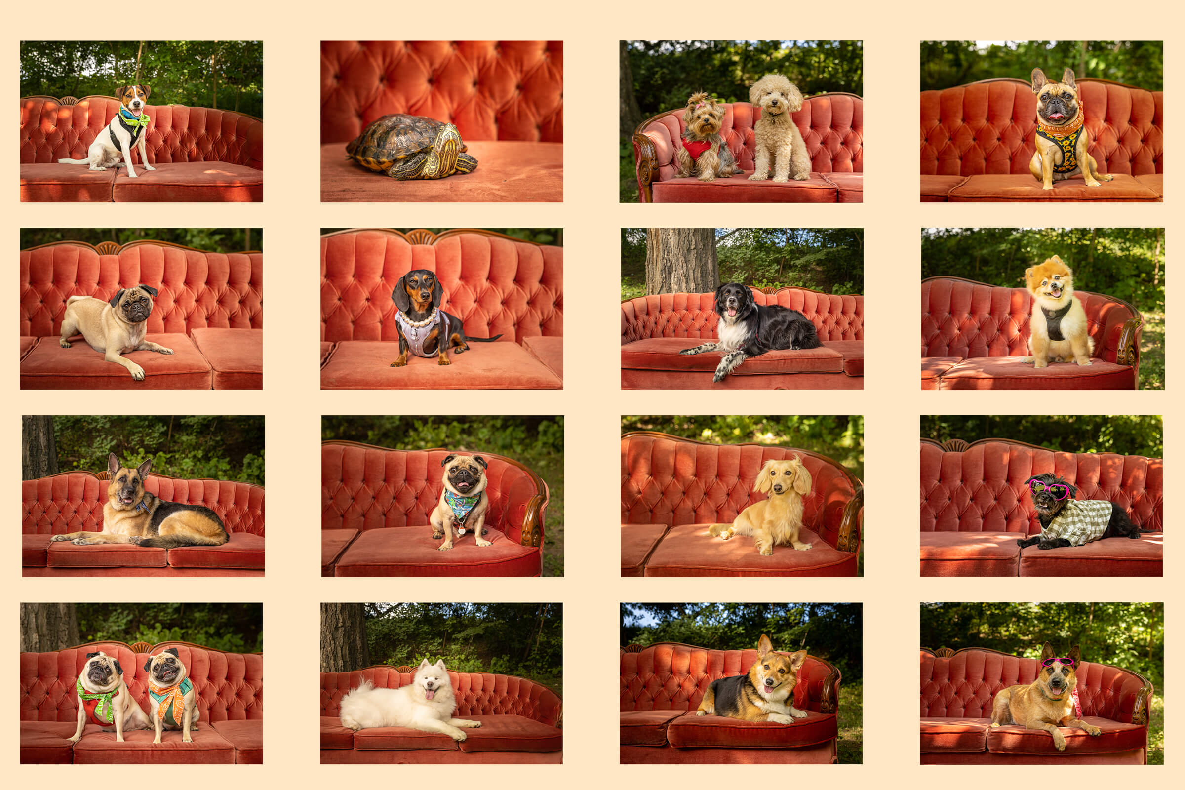 Vetster outdoor photobooth featuring red couch and Toronto dogs.