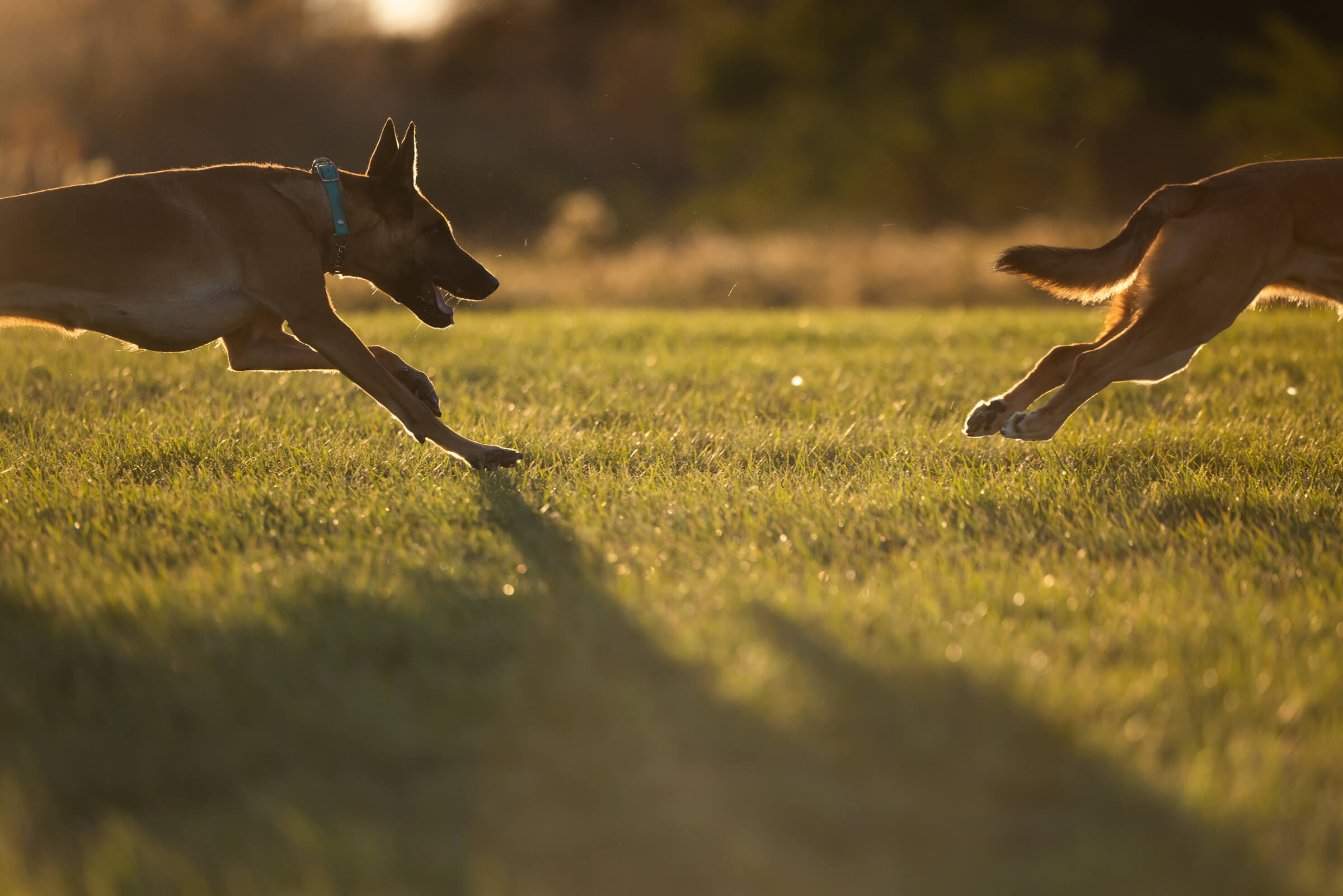 what a feeling to be a well-trained dog