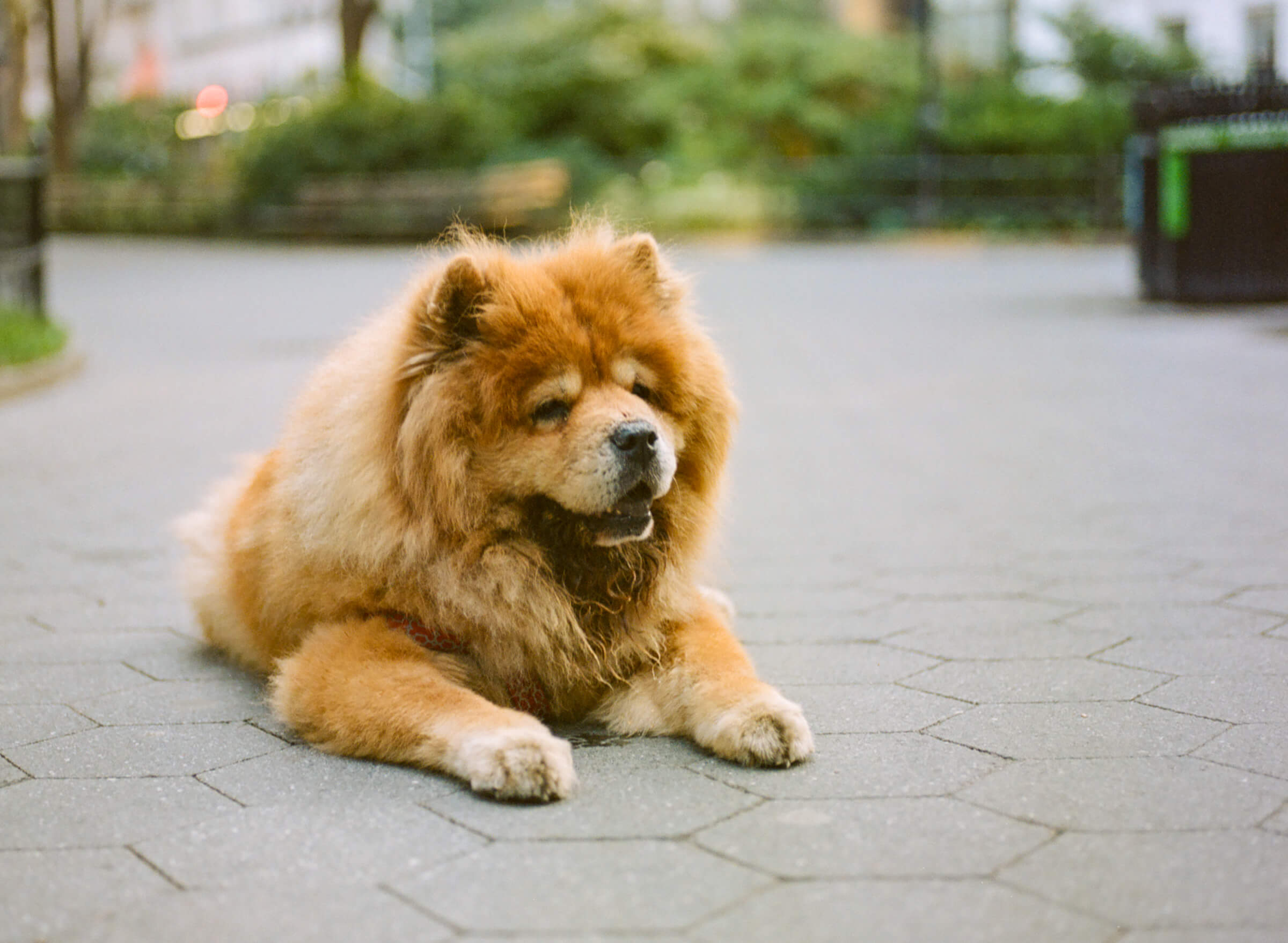 Dogs in New York photographed by Karen Weiler