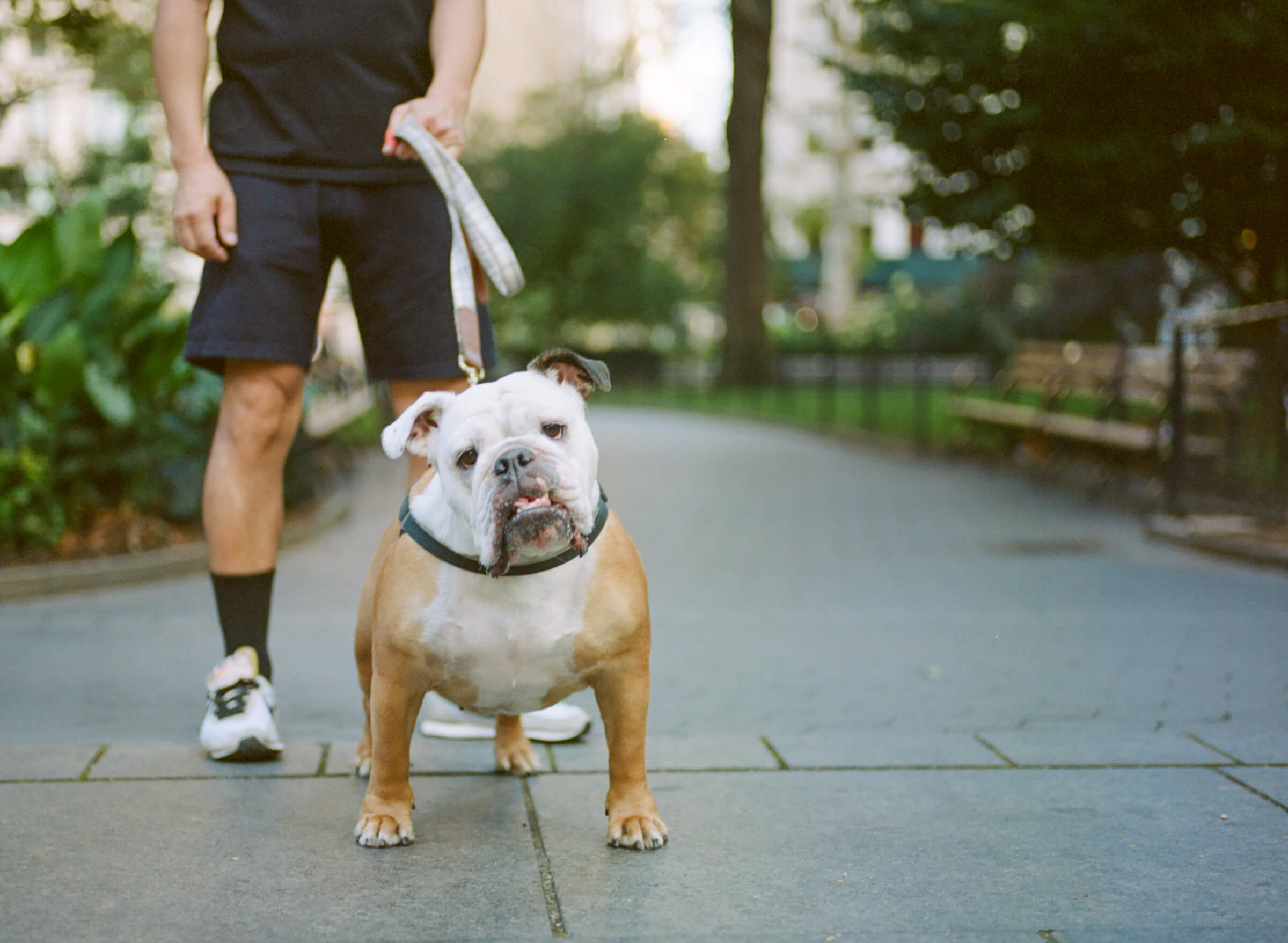 Dogs in New York photographed by Karen Weiler