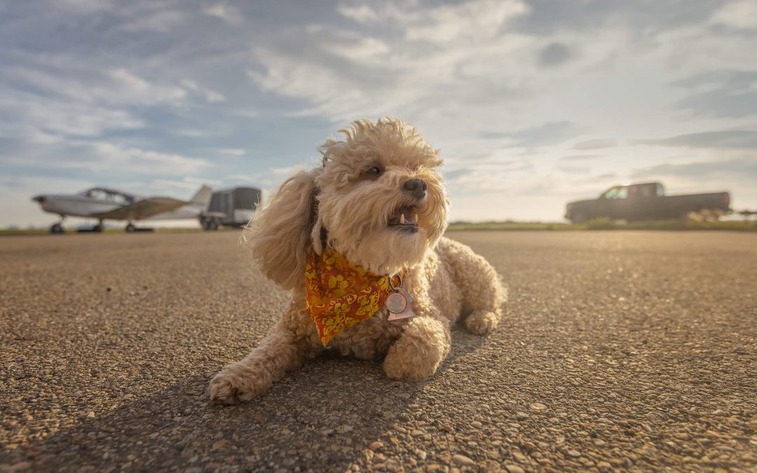 Tails From The Trail