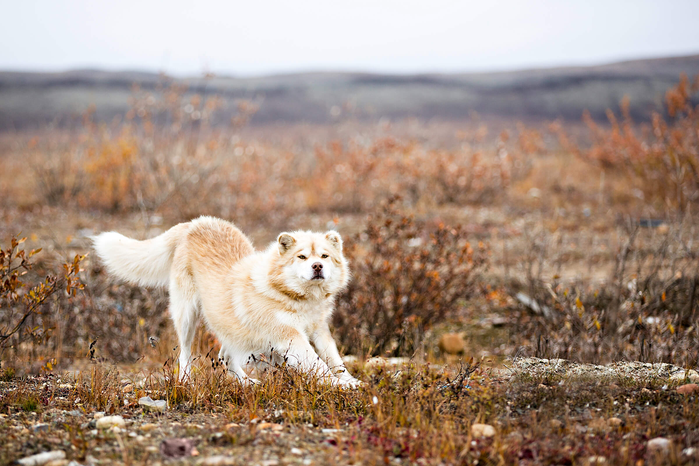 Canadian arctic dog by Karen Weiler