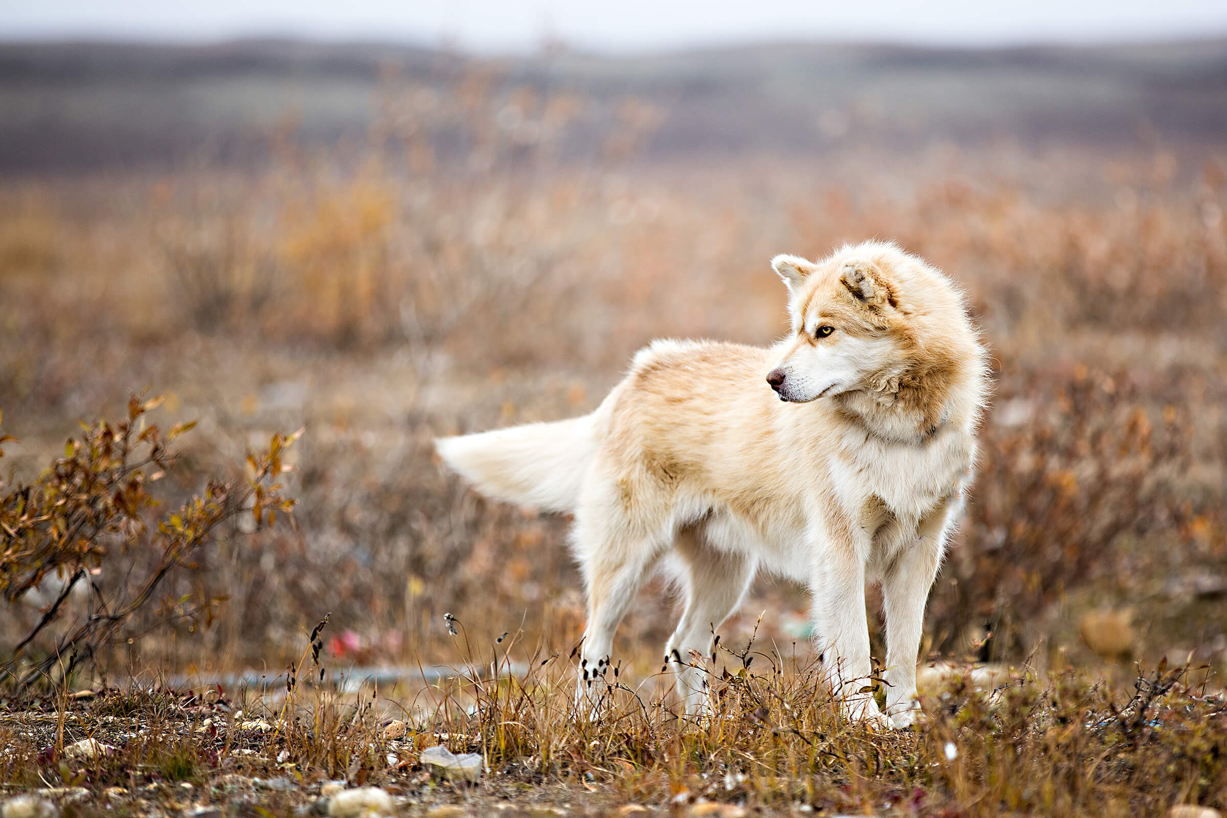 Arctic dog by Canadian photographer, Karen Weiler