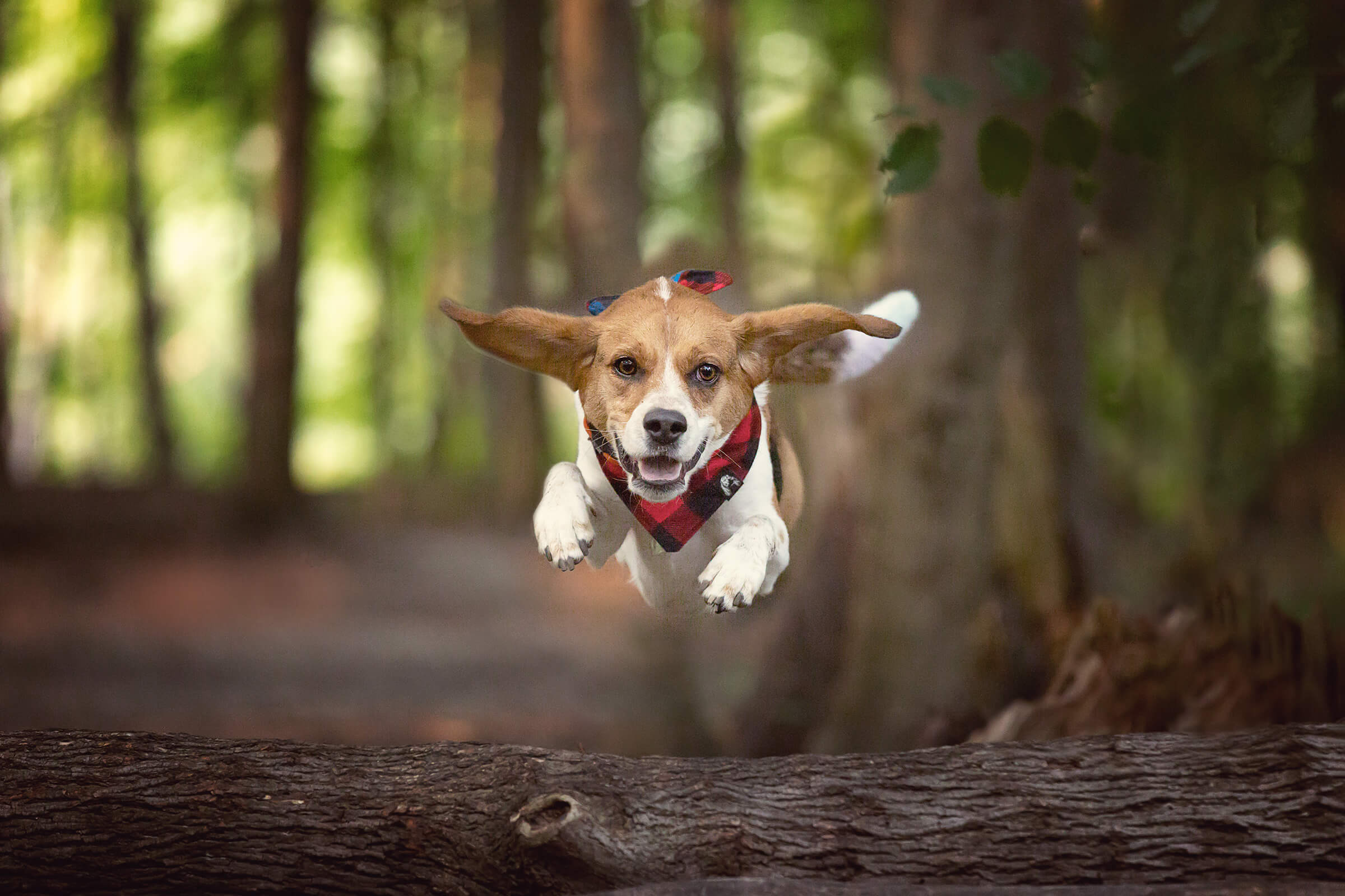 Tails from the Trail cat photography by commercial photographer in Toronto, Ontario